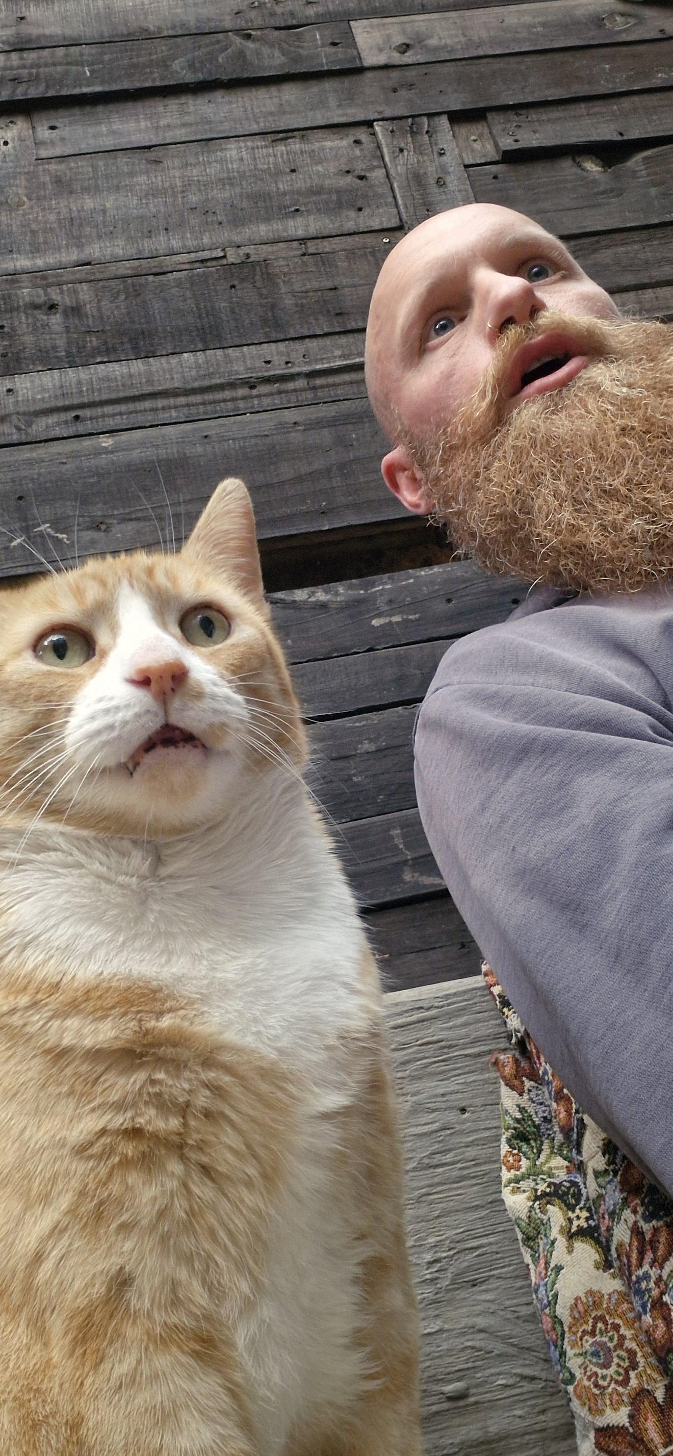 A bearded man and an orange and white cat both looking surprised at the camera against dark wooden boards