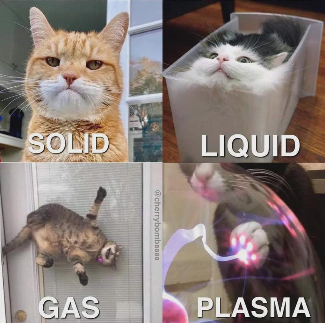 Four panel meme showing cats representing solid, liquid, gas, and plasma states of matter