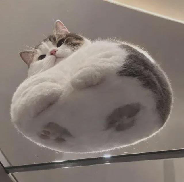 Gray and white cat viewed from below, lying on a glass surface with paws visible