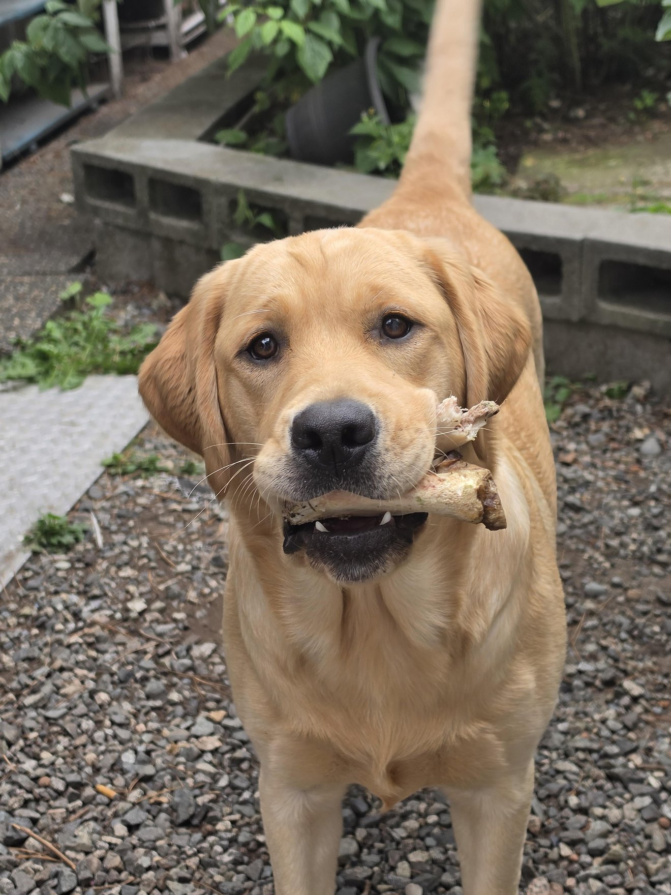 Golden-yellow Labrador holding a stick in its mouth, standing in a gravel yard with green plants and concrete blocks in the background