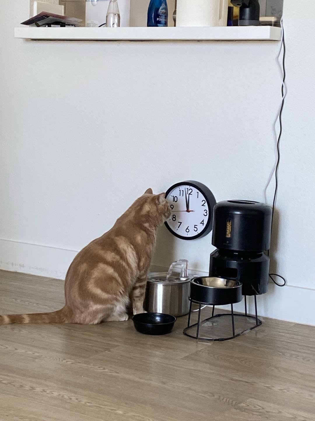Orange tabby cat sitting by food bowls and a wall clock showing noon