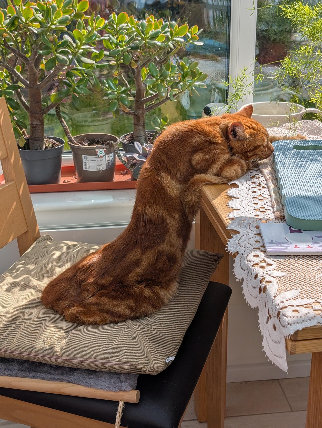 Orange tabby cat stretched across a wooden chair in an awkward contorted pose by a sunny window