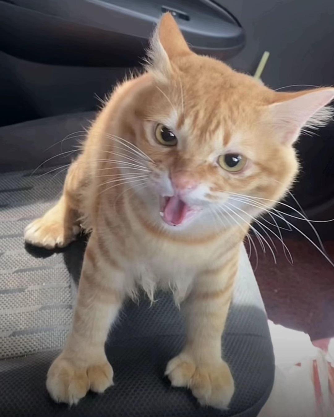 Orange tabby cat sitting in a car with tongue out and a wild, chaotic expression