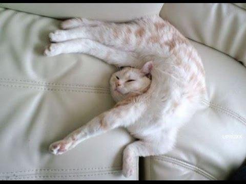 Cream tabby cat sprawled on its back on a light beige couch, contorted in a relaxed, flexible pose