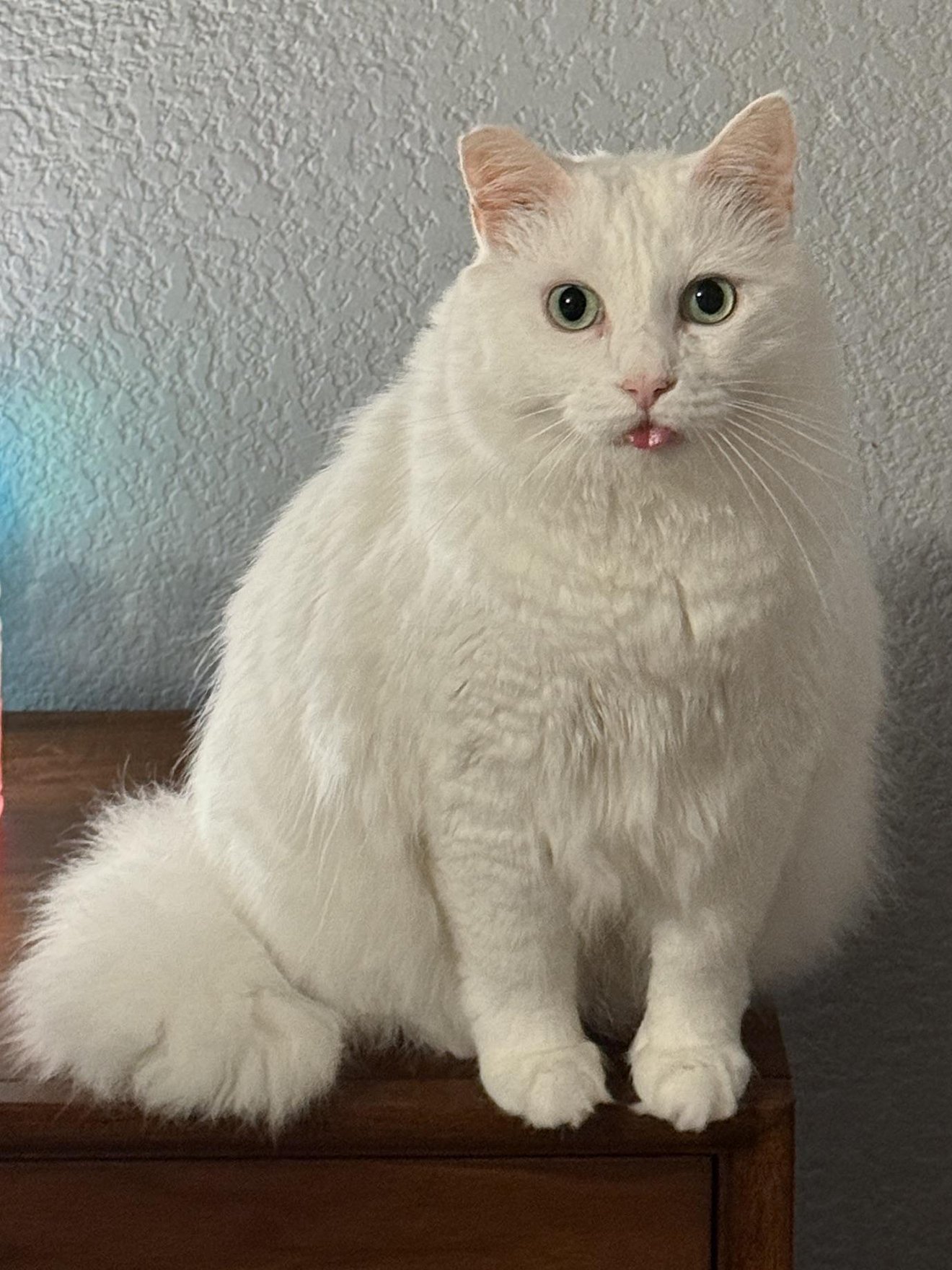 Fluffy white long-haired cat with wide eyes sitting on a wooden surface against a textured wall