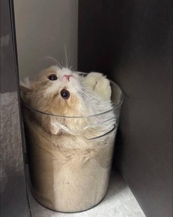 A white cat squeezed inside a clear glass cylinder, looking upward with a surprised expression