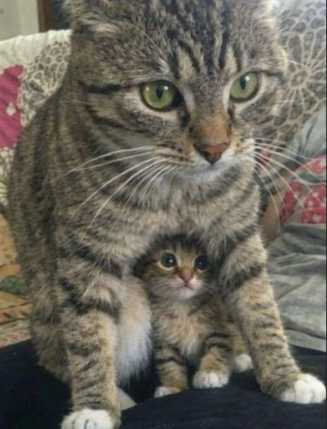 Adult tabby cat protectively holding a small tabby and white kitten against its chest