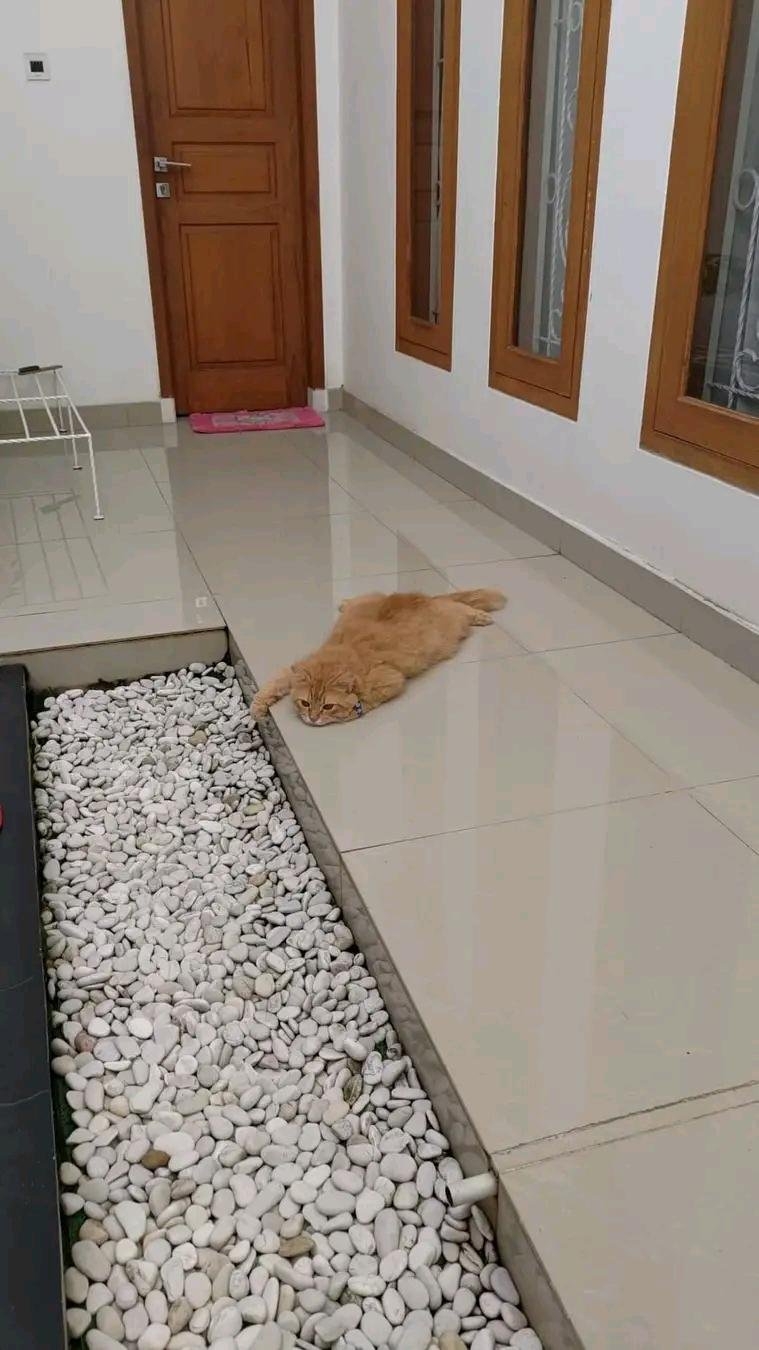 Ginger cat stretched out flat on beige tile floor next to decorative white stones in a planter