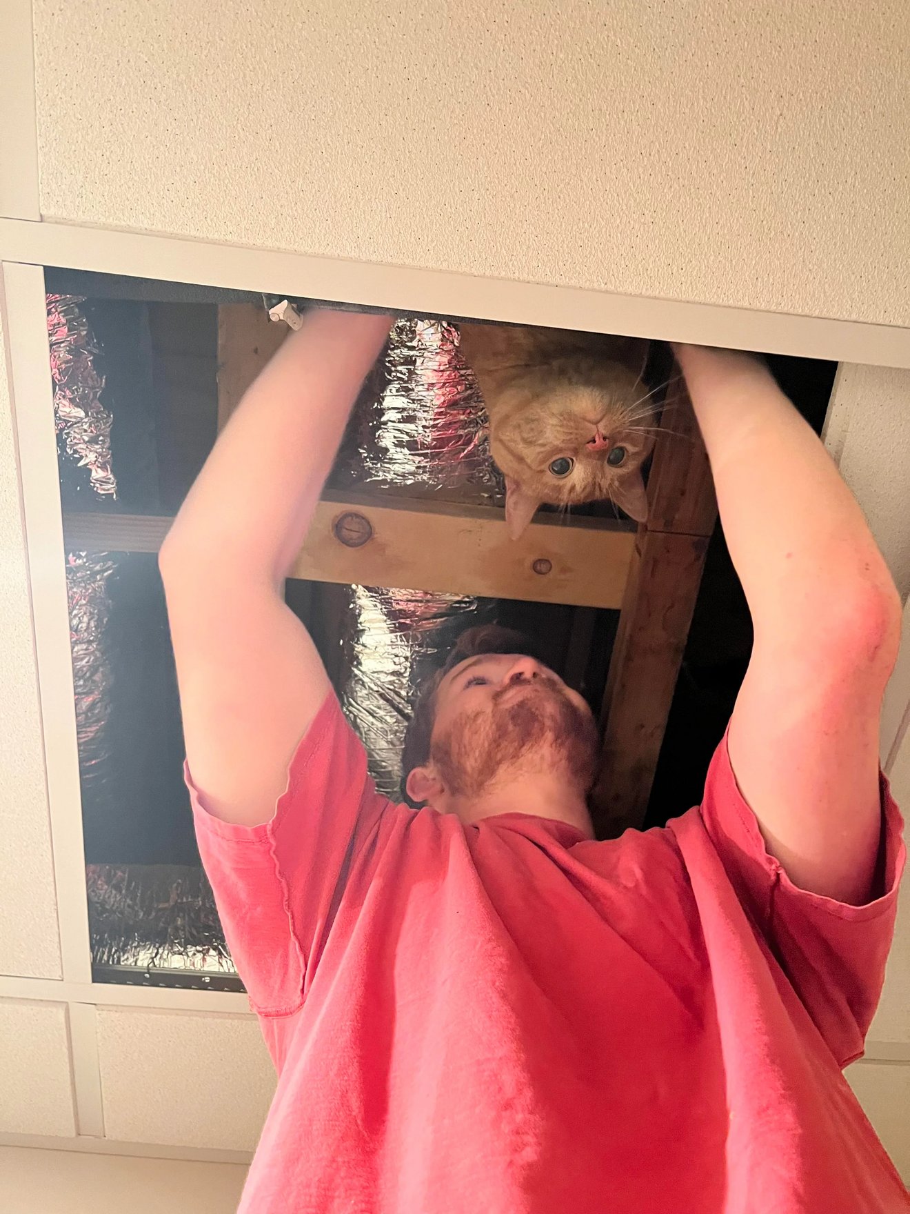 Person reaching into ceiling hole while orange tabby cat peers down from attic space above