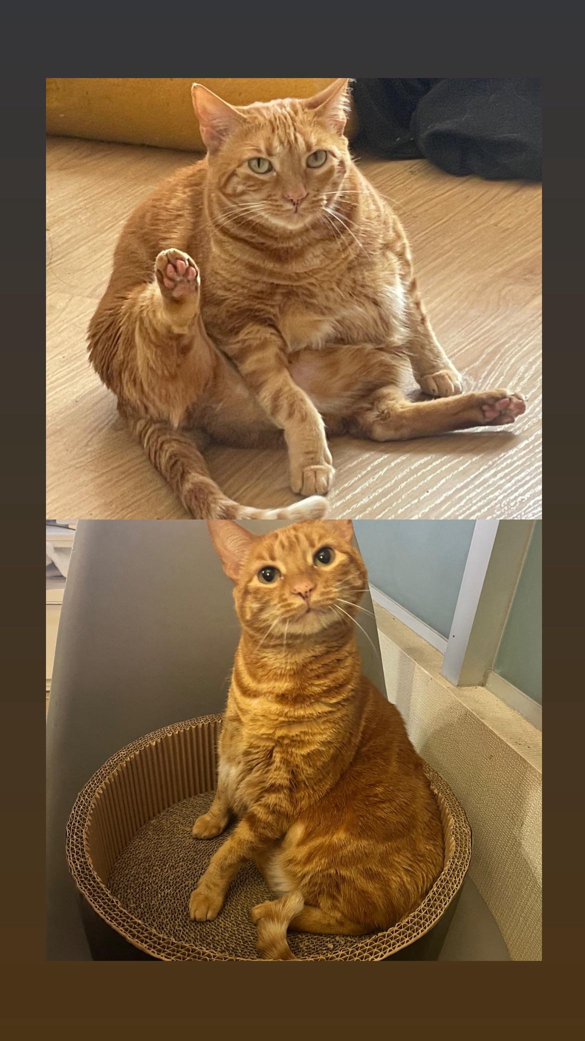 Orange tabby cat before and after weight loss, sitting on wooden floor in top photo and in cat bed in bottom photo