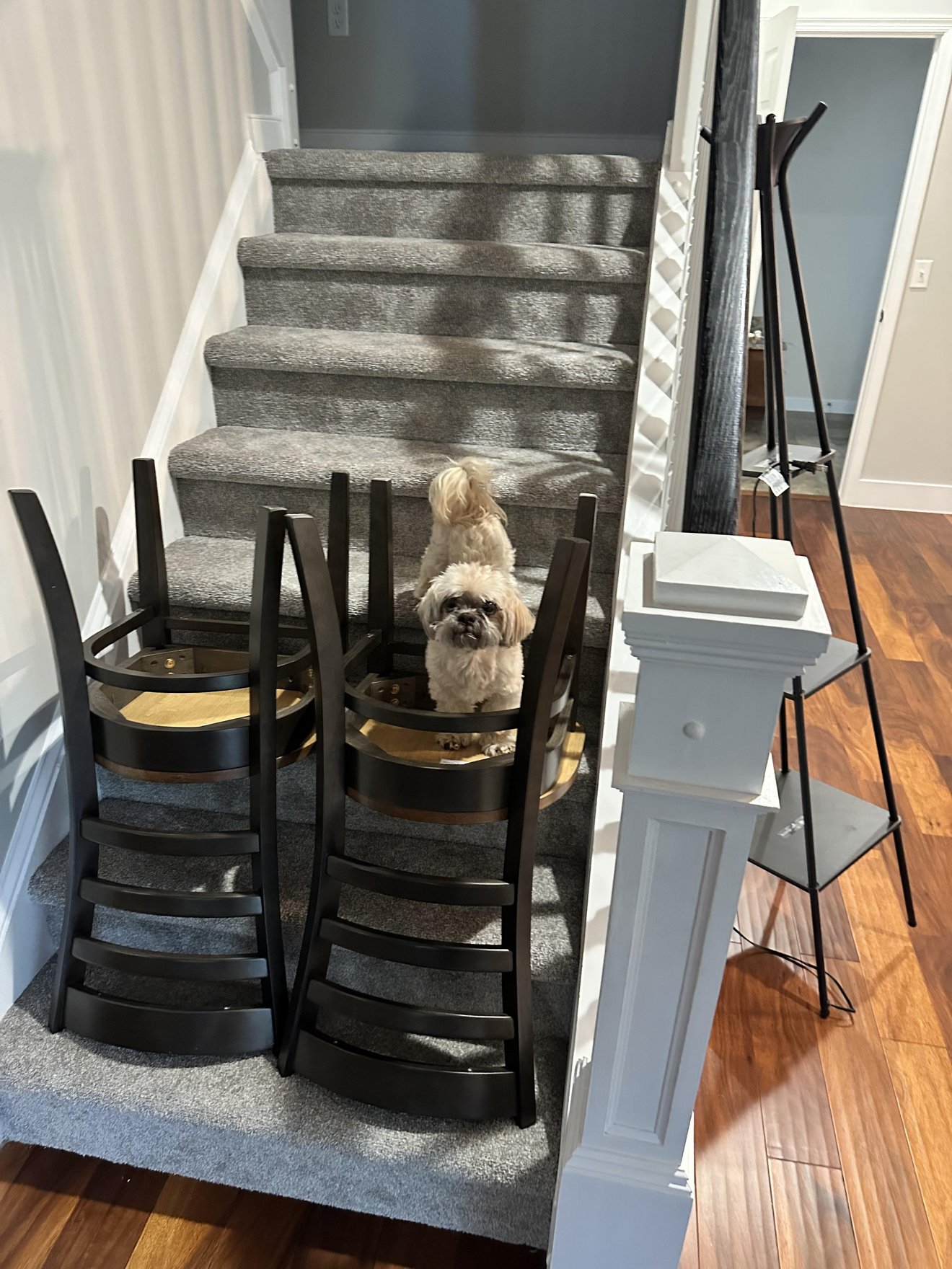 Two cream-colored dogs sitting on stairs surrounded by black wooden chairs used as a barrier