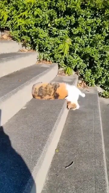 A tan and white dog completely splayed out and flattened on concrete steps next to green hedges