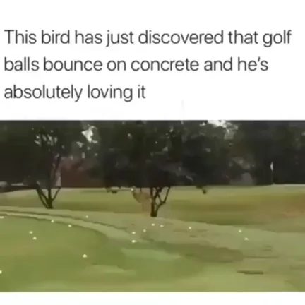 A brown bird on a golf course patio surrounded by white golf balls bouncing on concrete
