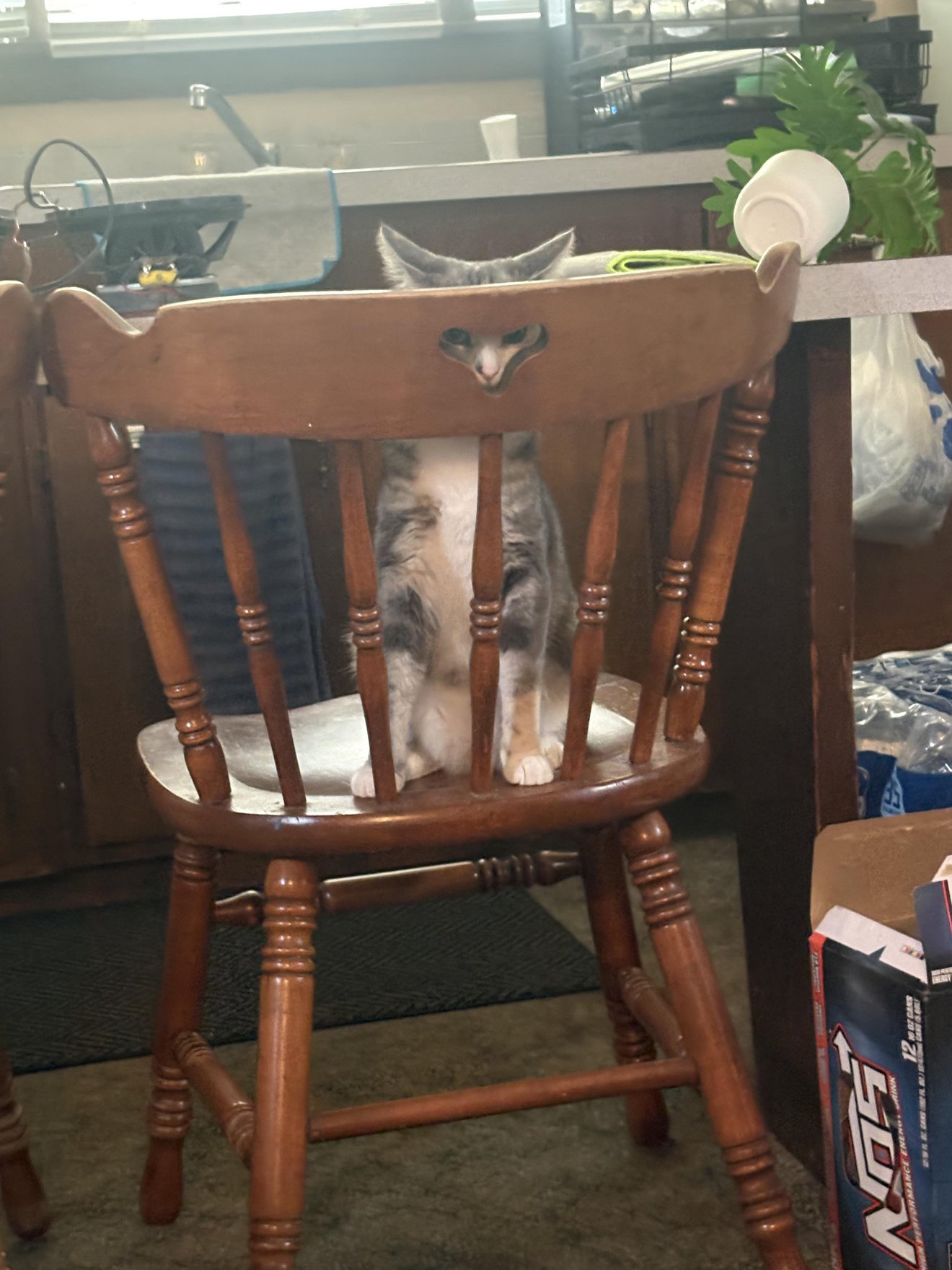 Tabby cat sitting under a wooden chair with white cushion, peeking out from between the spindles