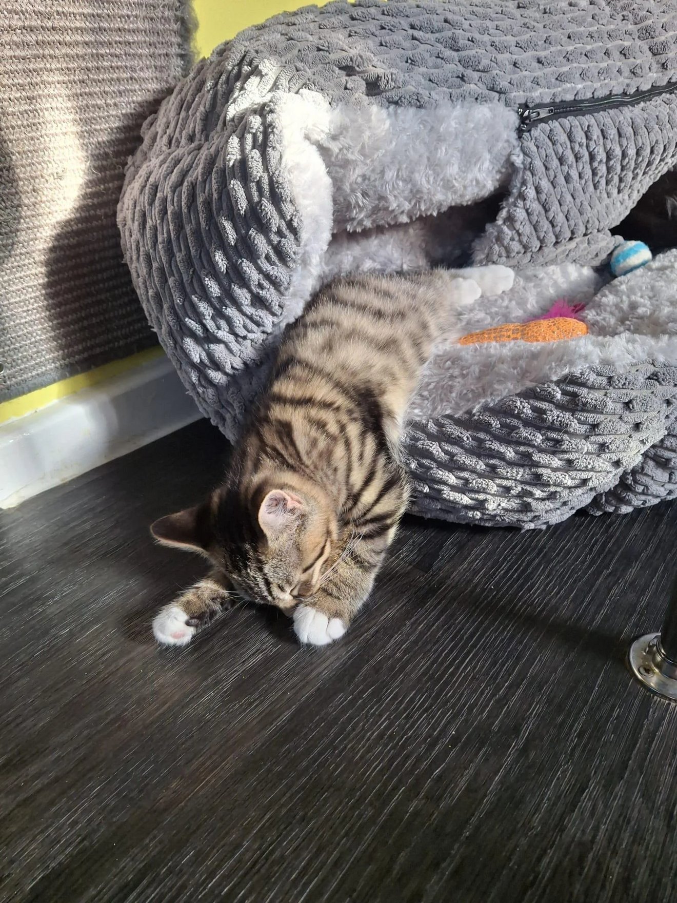 Tabby kitten lying on dark floor next to plush toys and cushions, appearing completely boneless