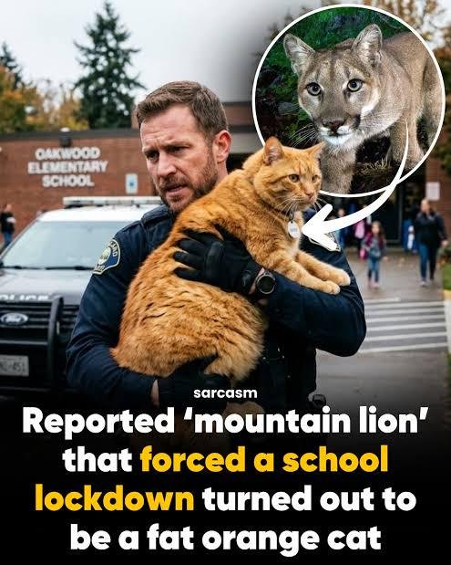 Police officer holding a large orange tabby cat in front of a school building, with a mountain lion photo in a circle inset showing the mist
