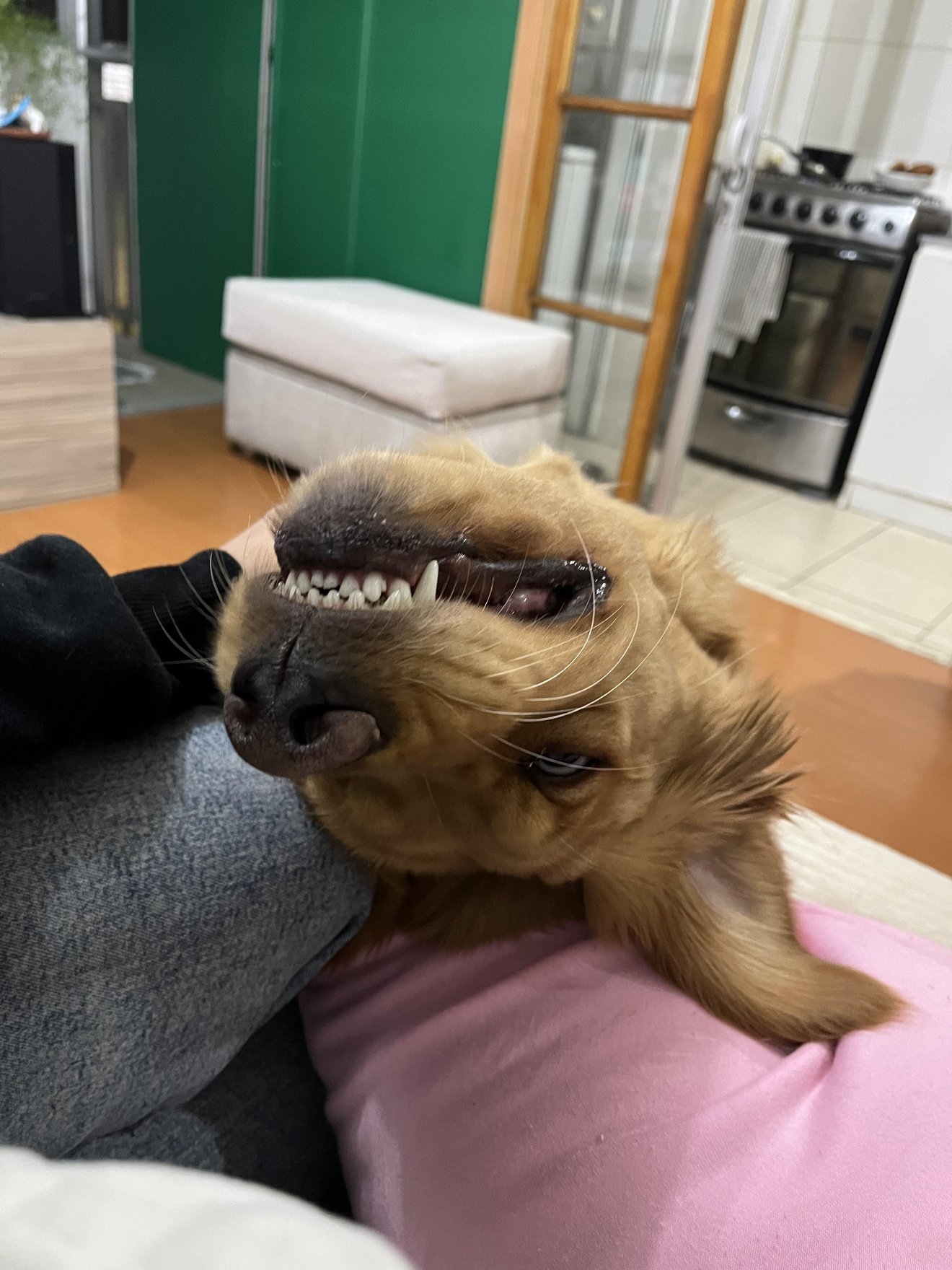 Small tan and black dog with an exaggerated grimacing expression showing teeth while sitting on someone's lap indoors