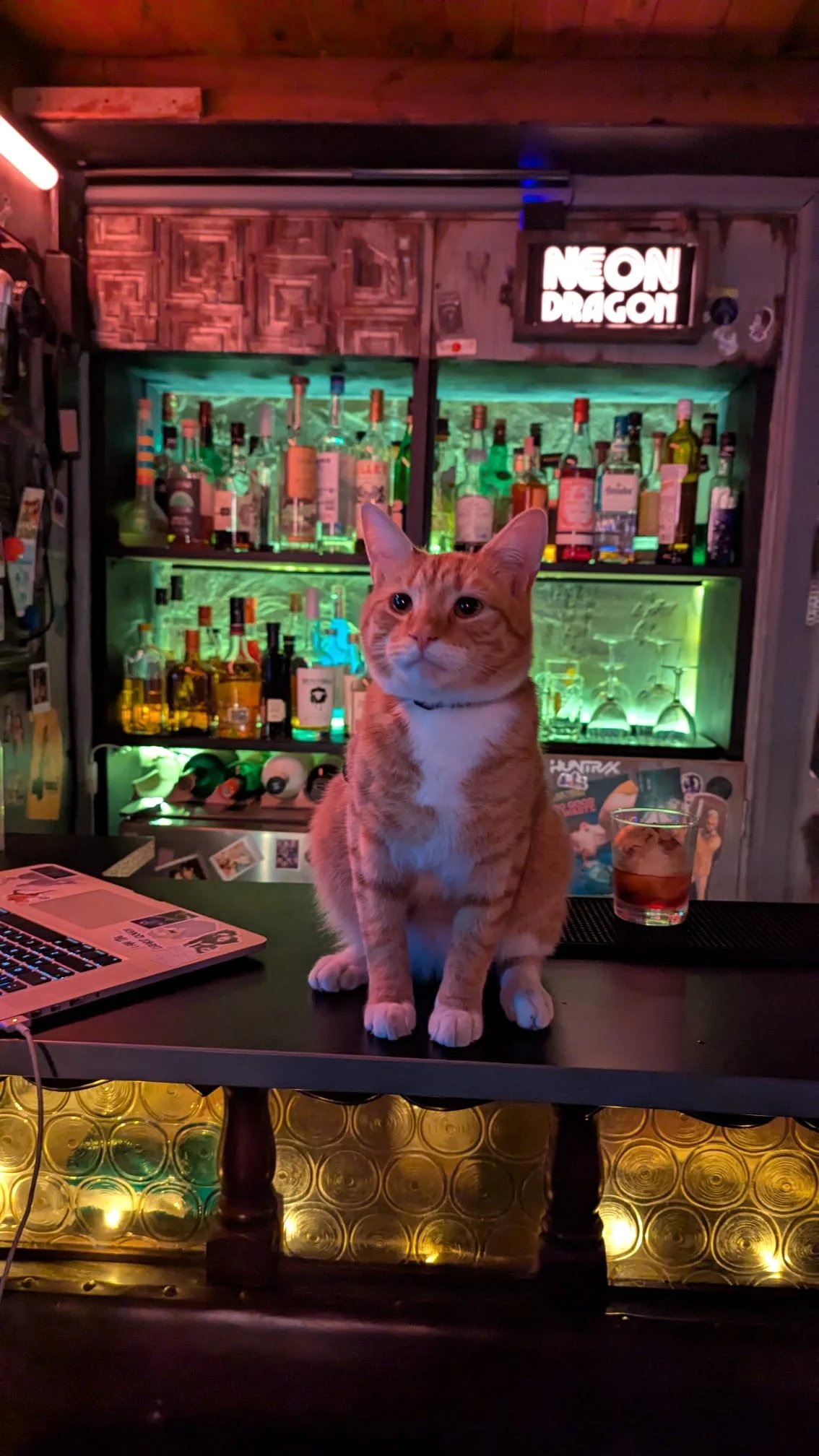 Orange tabby cat sitting at a neon-lit home bar with bottles behind, a drink beside it, and a laptop nearby
