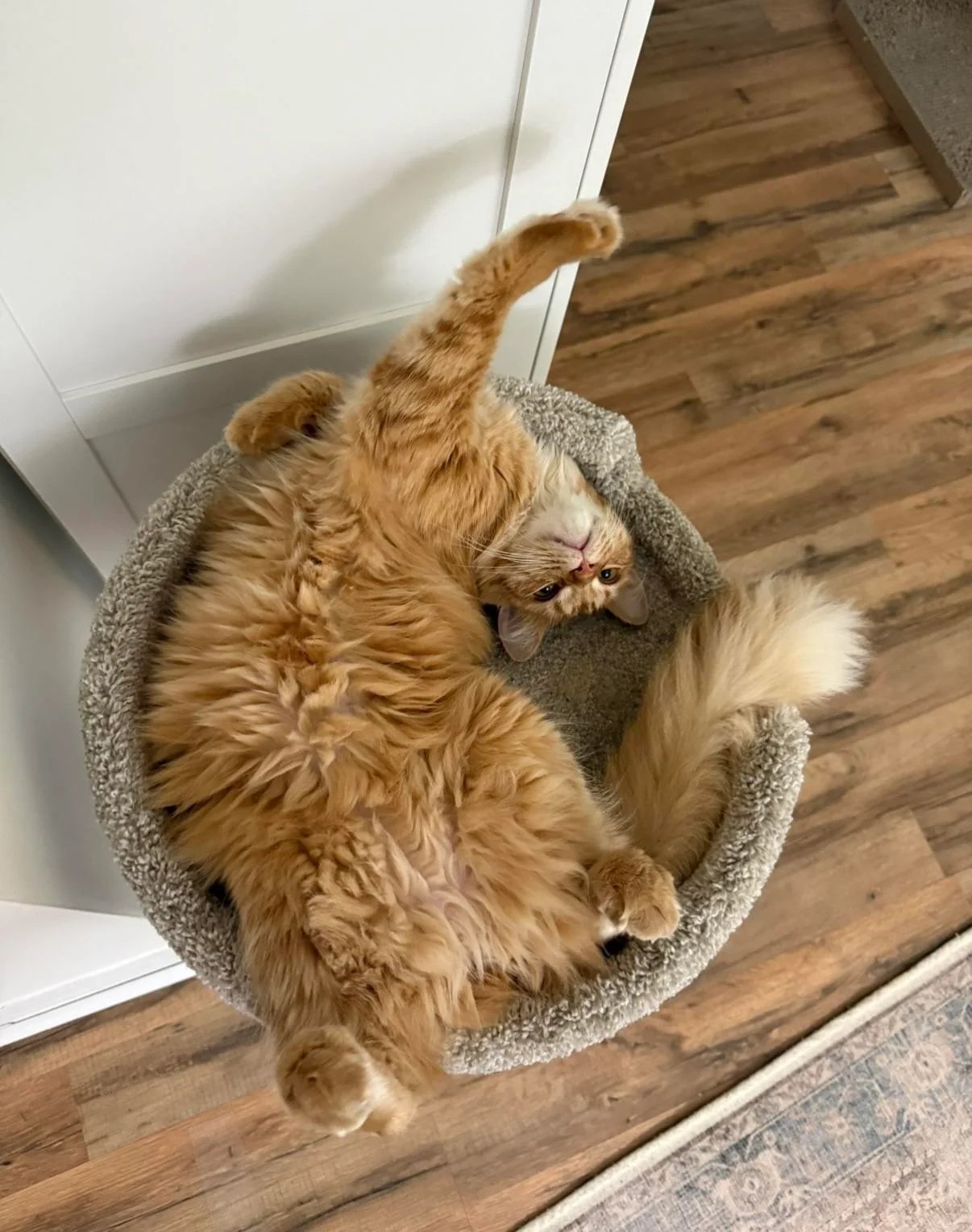 A fluffy orange tabby cat lying in a gray blanket on hardwood floor, looking back at camera with relaxed expression