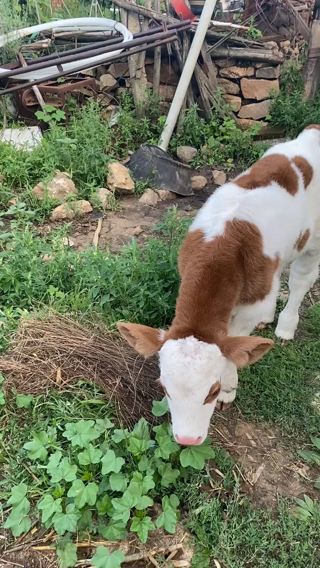 Brown and white calf sniffing grass while another animal approaches from behind on a rural farm