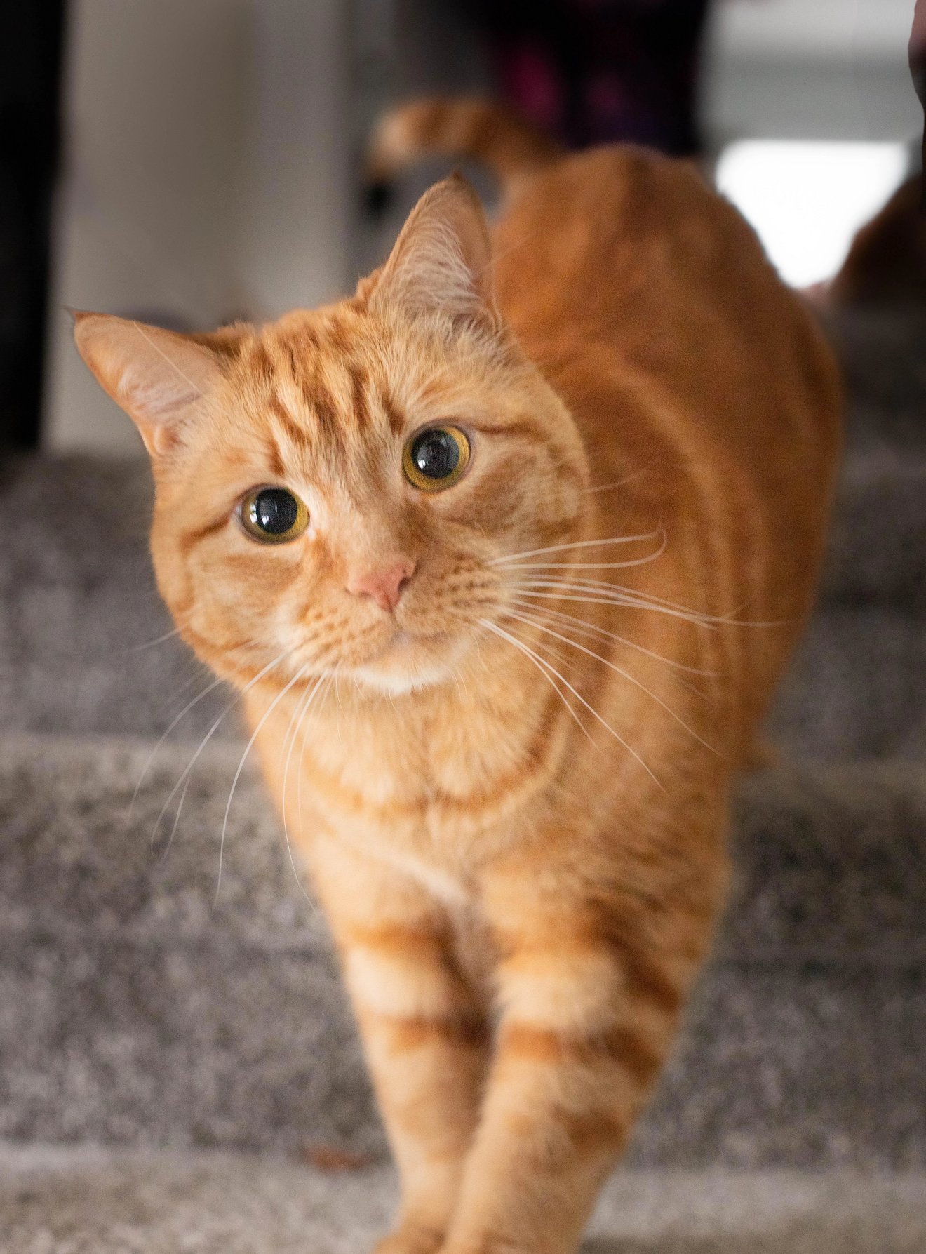 Orange tabby cat with wide eyes walking toward camera on gray carpet