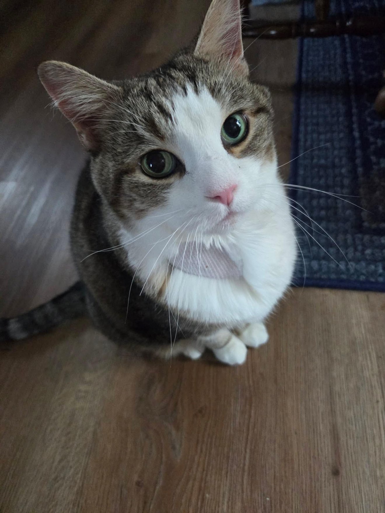 Tabby and white cat with shaved white chest sitting on wooden floor, looking dazed and confused