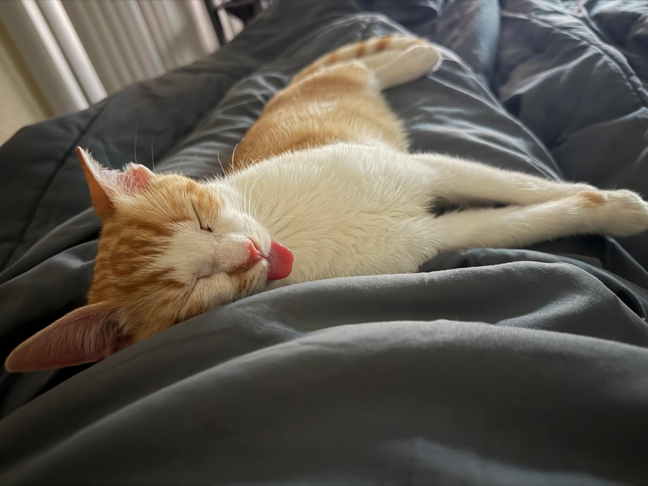 Orange and white cat sleeping on dark couch with tongue sticking out
