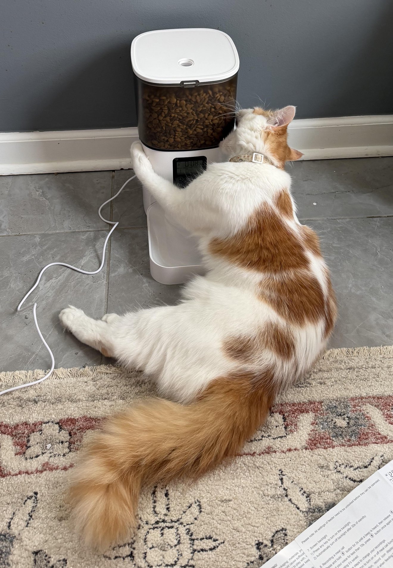 Orange and white cat sitting upright next to an automatic pet feeder filled with kibble
