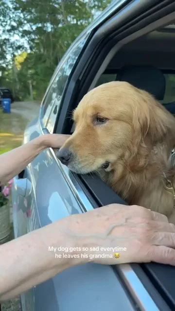 Golden retriever with sad expression at car window while person's hand reaches out, outdoor residential setting