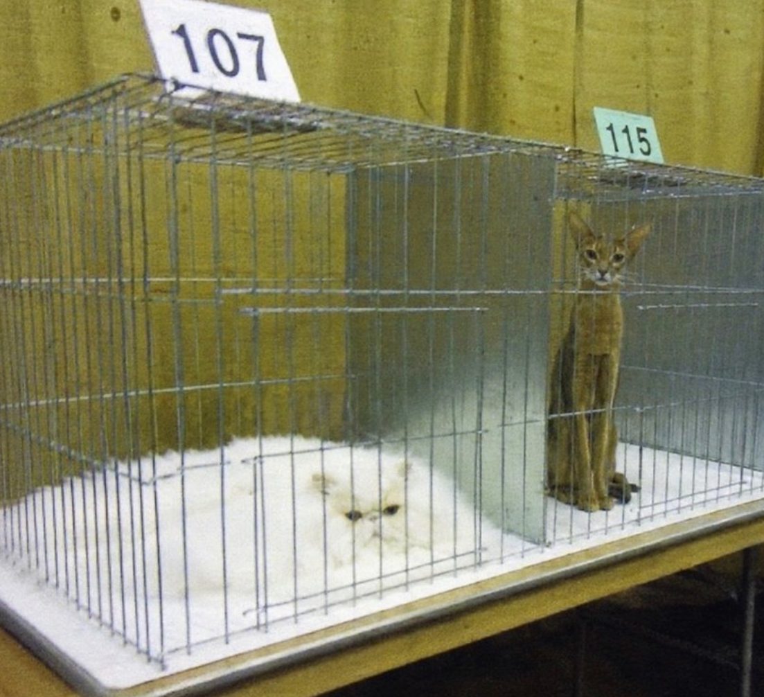 Two cats in numbered cages at what appears to be a cat show, with one cat standing upright looking curiously at the camera
