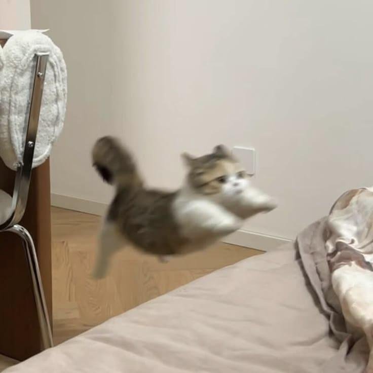 A blurred tabby and white cat leaps across a bedroom at high speed, mid-jump near a bed with scattered blankets