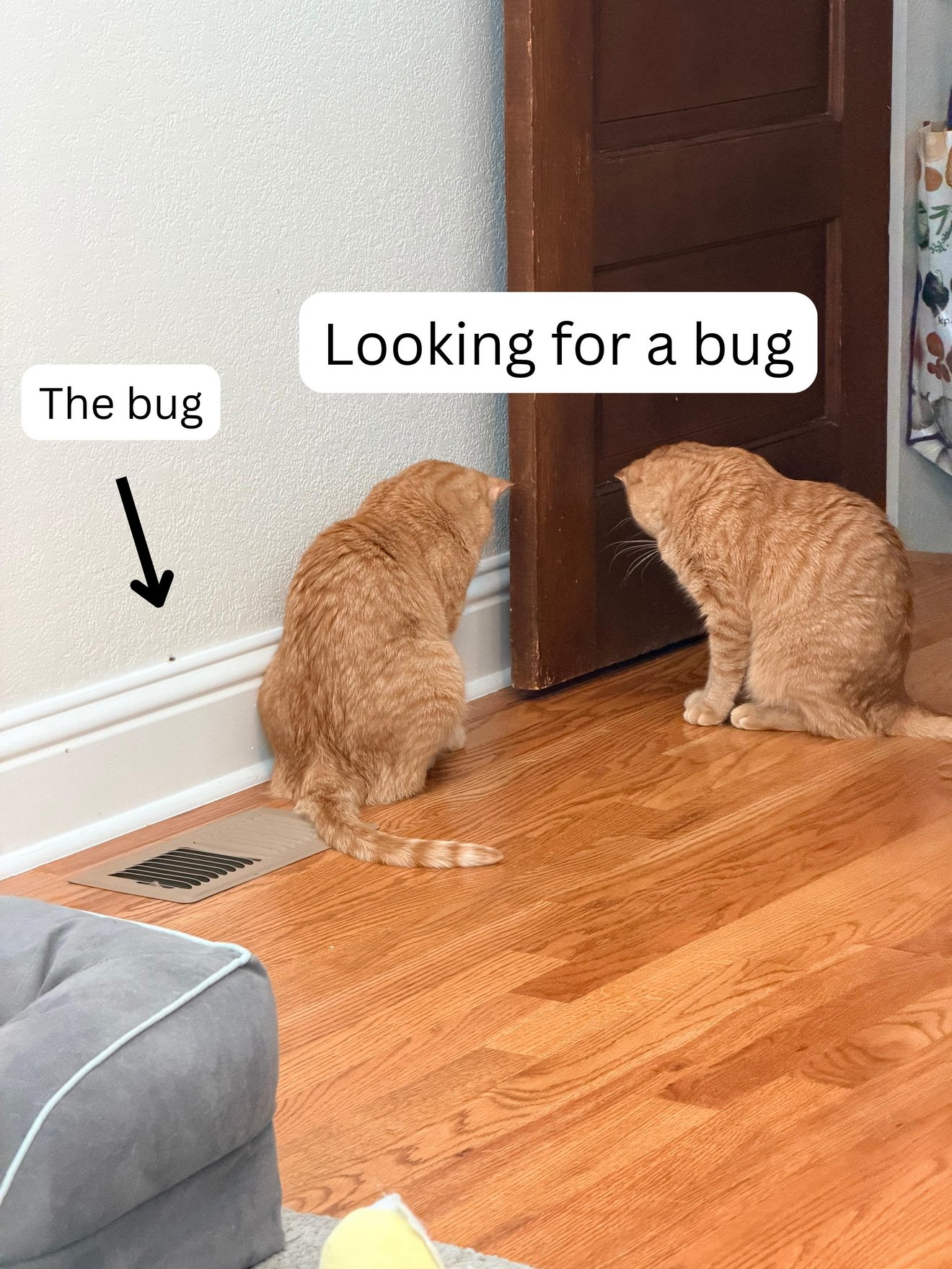 Two orange tabby cats sitting on a wooden floor, one looking at the wall near the baseboard where a small bug is marked with an arrow