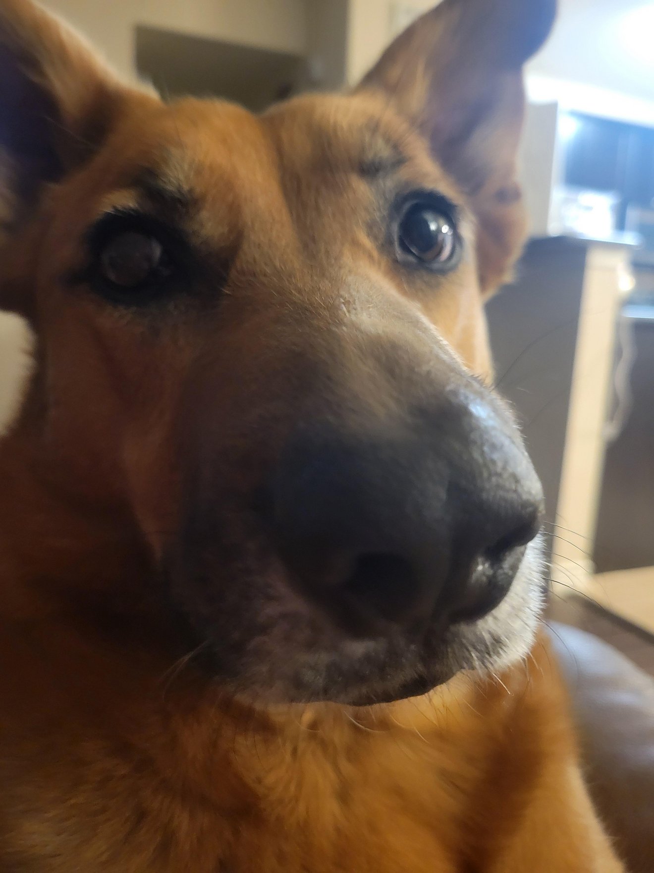 Small tan and black dog with wide eyes looking directly at the camera from very close range, indoors