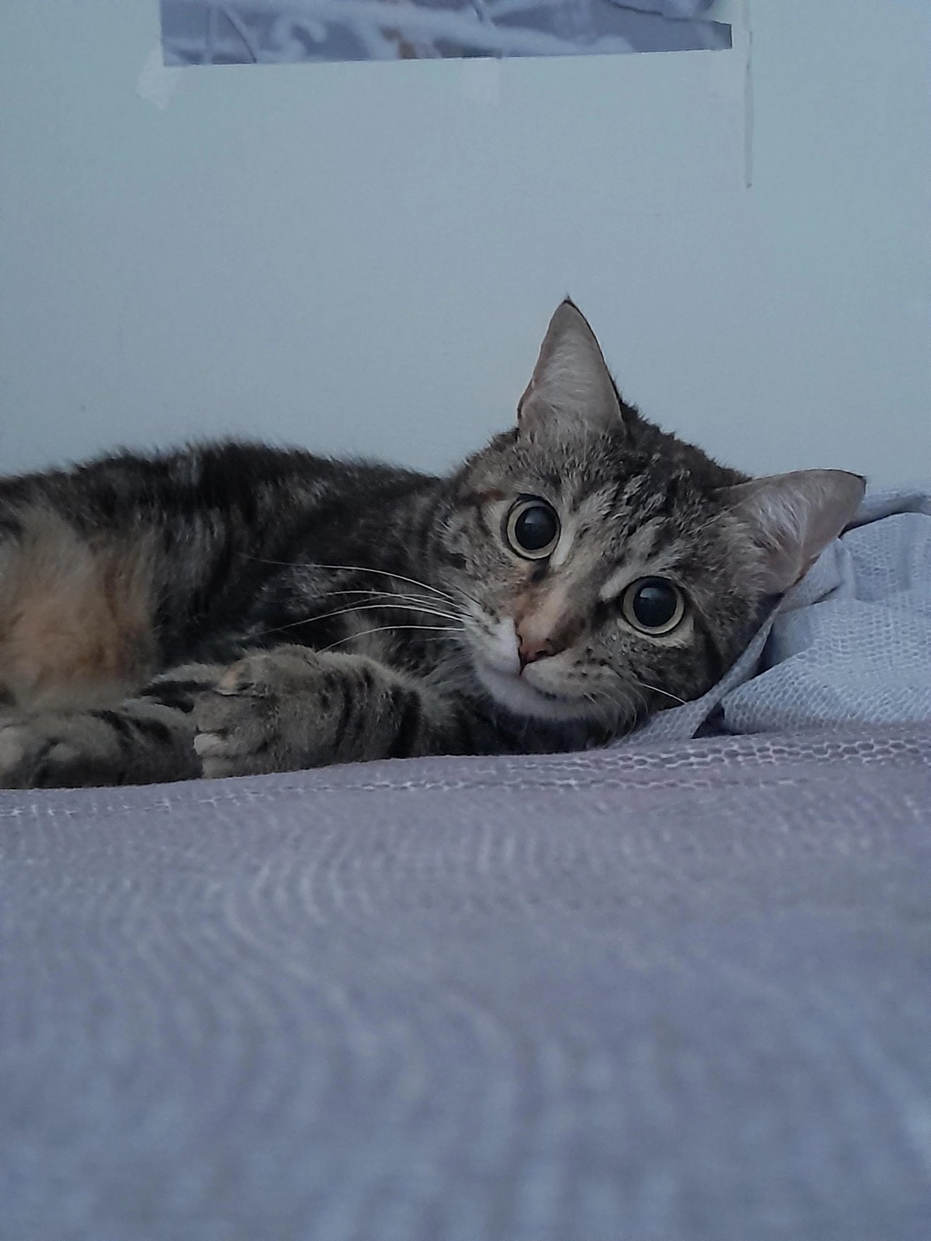 Tabby cat lying on bed with wide eyes and mischievous expression, preparing to attack