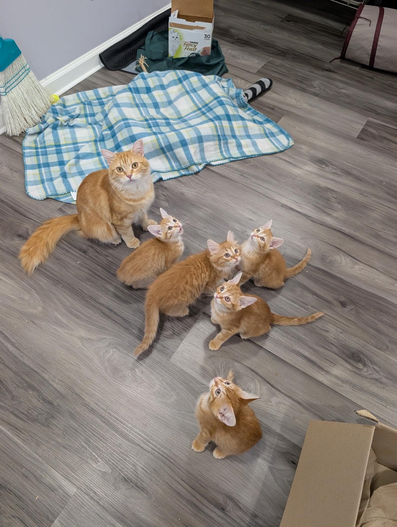 A mother orange tabby cat surrounded by five orange kitten littermates on a wooden floor, all looking upward