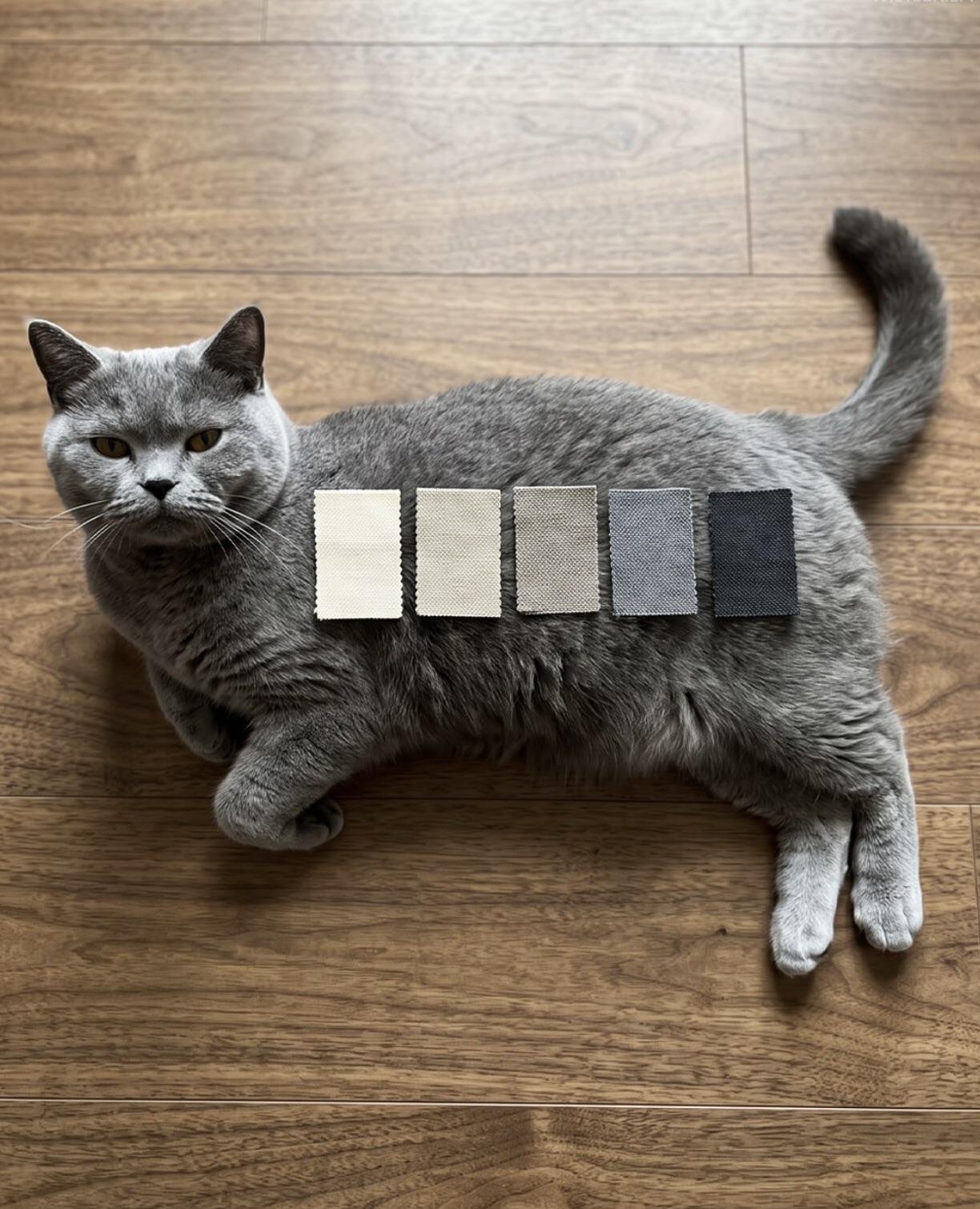 Gray cat lying on wooden floor with five fabric swatches ranging from white to dark gray arranged on its back