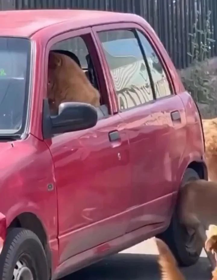 Brown dog leaning out of a pink truck window with a haughty, superior expression