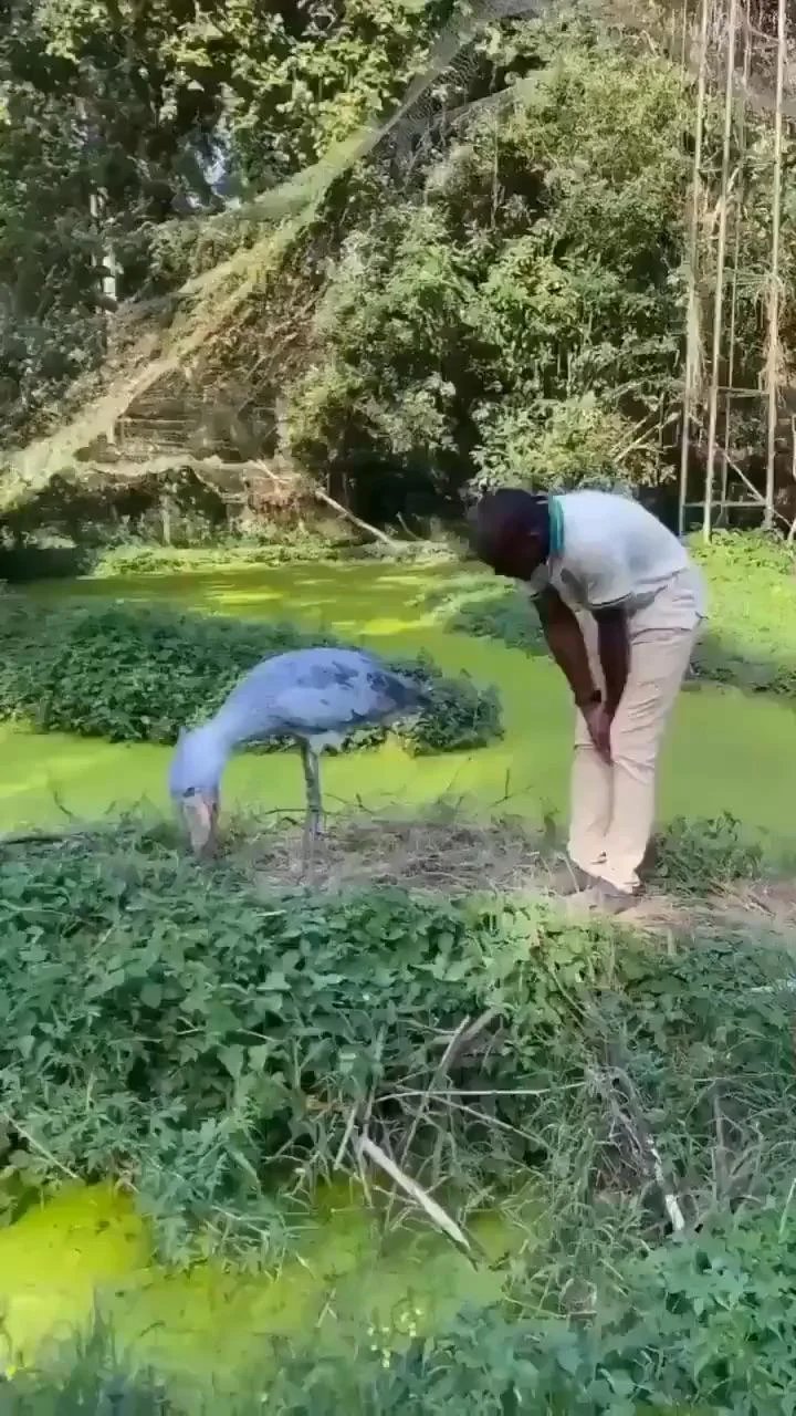A blue-gray shoebill bends forward in a bowing gesture while a person stands nearby in a green wetland area