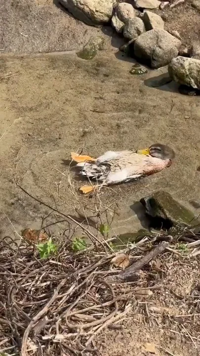 A small bird with orange, white, and gray plumage lies on sand near rocks and driftwood