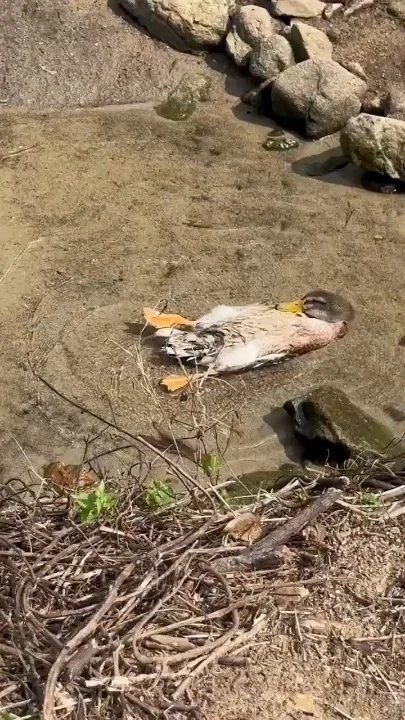 A small bird with orange, white, and gray plumage lies on sand near rocks and driftwood