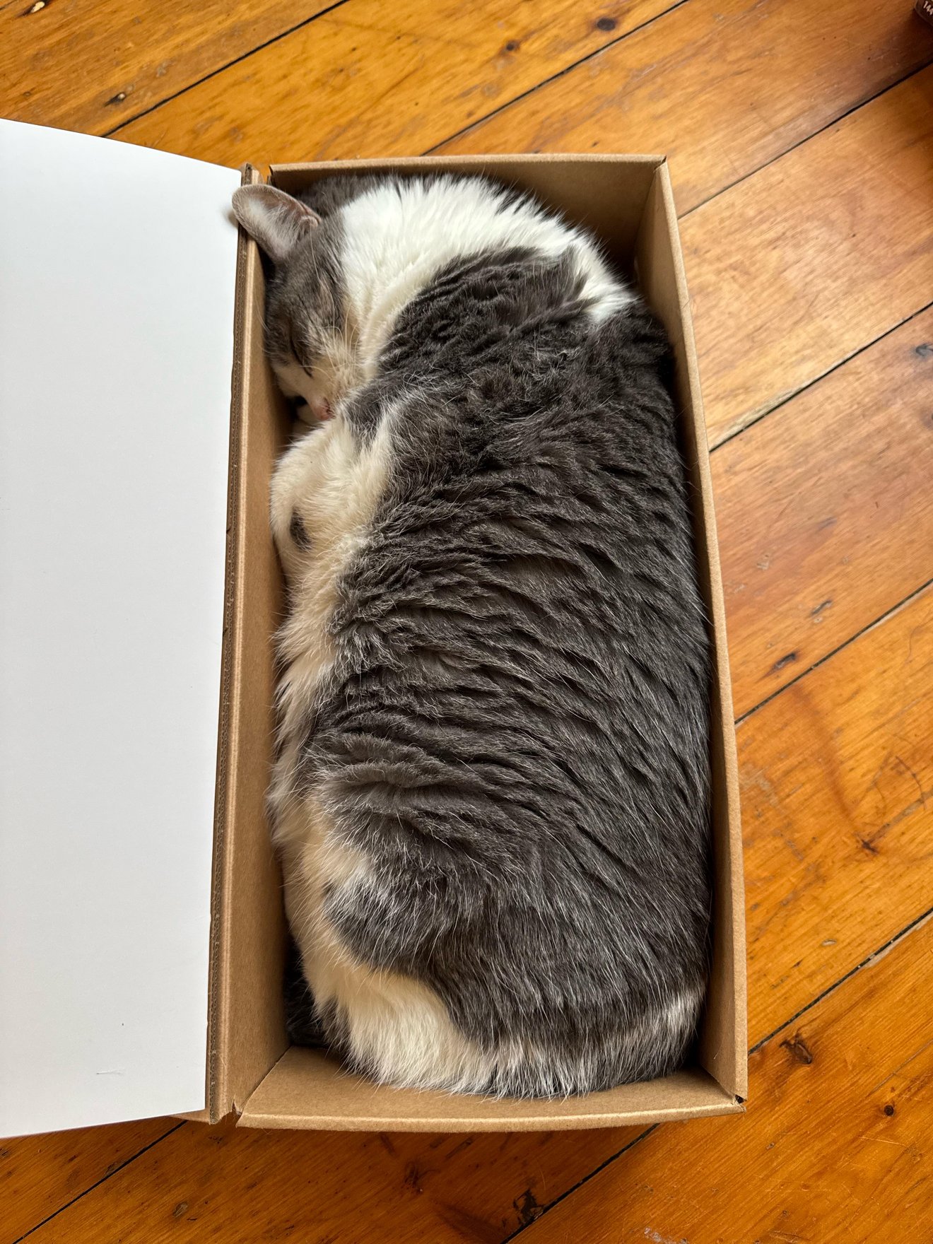 A fluffy tuxedo cat crammed into a small cardboard box on a wooden floor