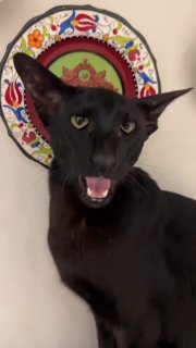 Black dog wearing a colorful decorative halo, mouth open with tongue out in a goofy expression