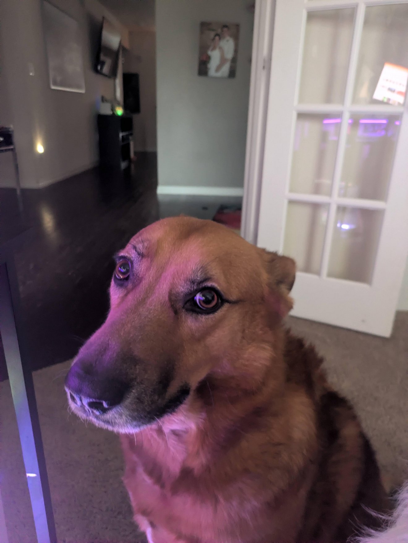Brown dog giving a sideways guilty look in a home interior with purple ambient lighting
