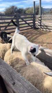 A white woolly sheep leans over a wooden feeding trough, looking peaceful and content