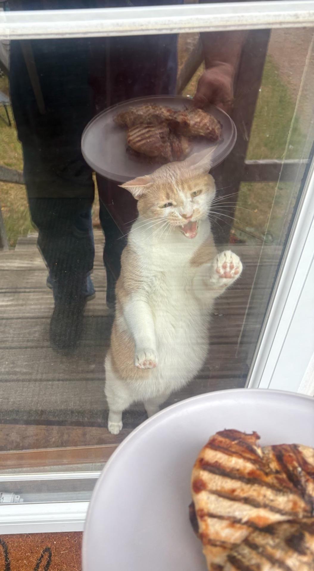Orange and white cat standing on hind legs at glass door, pawing at window while people hold plates of grilled chicken outside