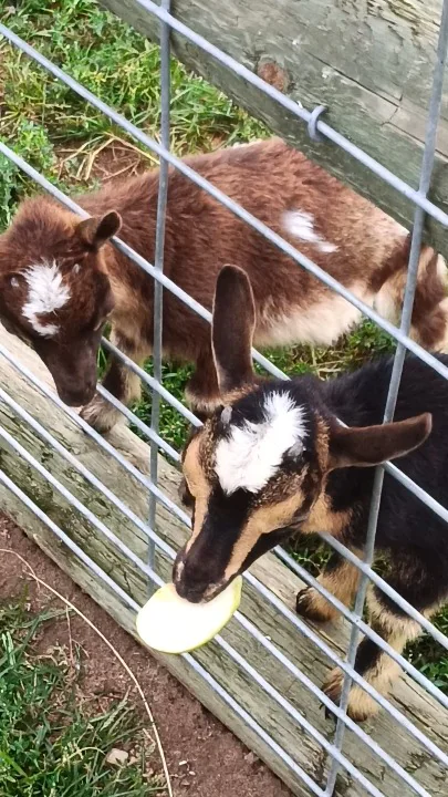 Brown and white baby goat poking its head through a metal fence gate while eating from a bowl