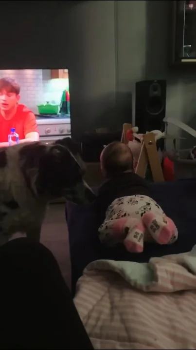 Dog sitting on couch watching TV with alert expression, back of head visible