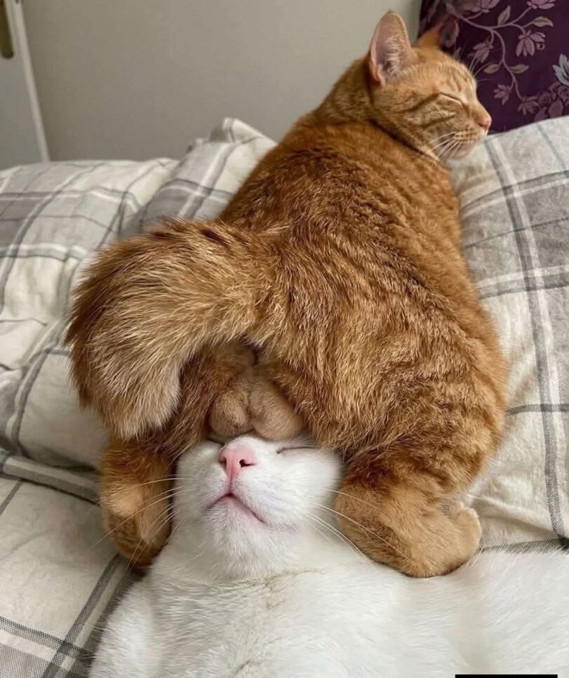 An orange tabby cat sitting on top of a white and orange cat on a plaid bed, looking grumpy