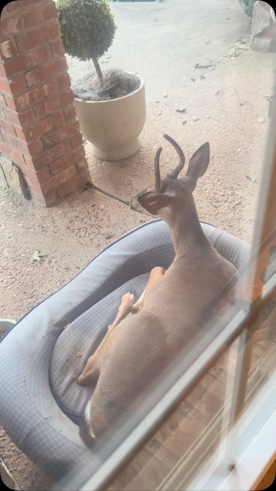 Brown goat sitting in a gray bucket on someone's lap indoors, with a potted plant visible in the background