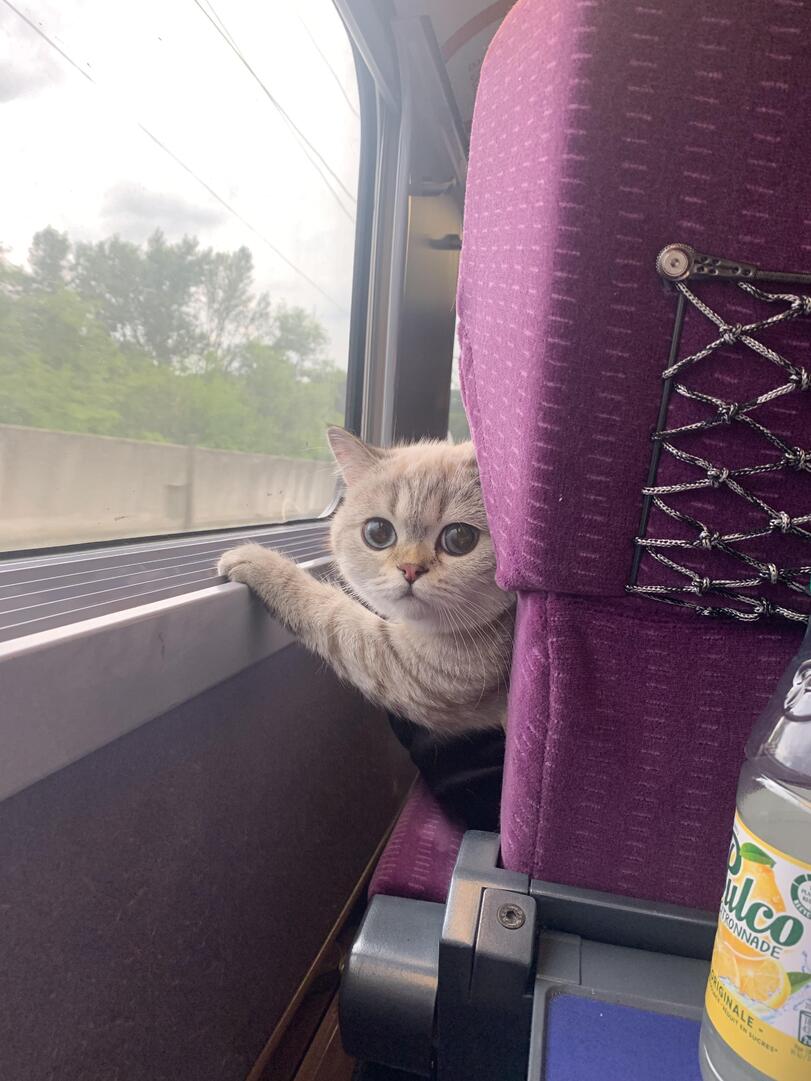 A wide-eyed light-colored cat with surprised expression sitting by a bus window, one paw raised, next to a purple seat.